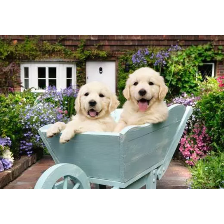 Ravensburger Bien être - Golden Retriever - 200 pièces XL