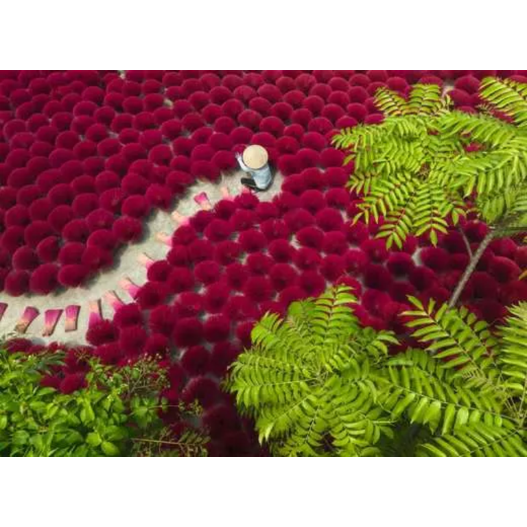 Ravensburger Un océan de rouge - 500 pièces