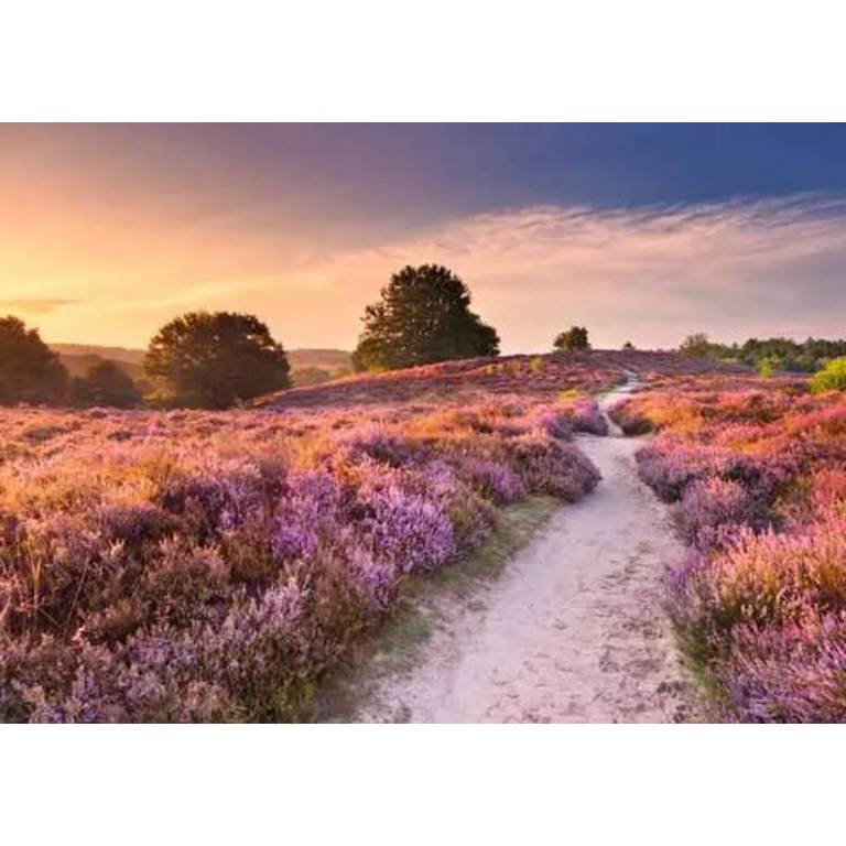 Ravensburger La voie rose - 1000 pièces