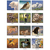 Window on Wildlife  2024 Wall Calendar