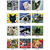 The Cat's Meow 2024 Wall Calendar