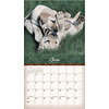 Labradors 2024 Wall Calendar