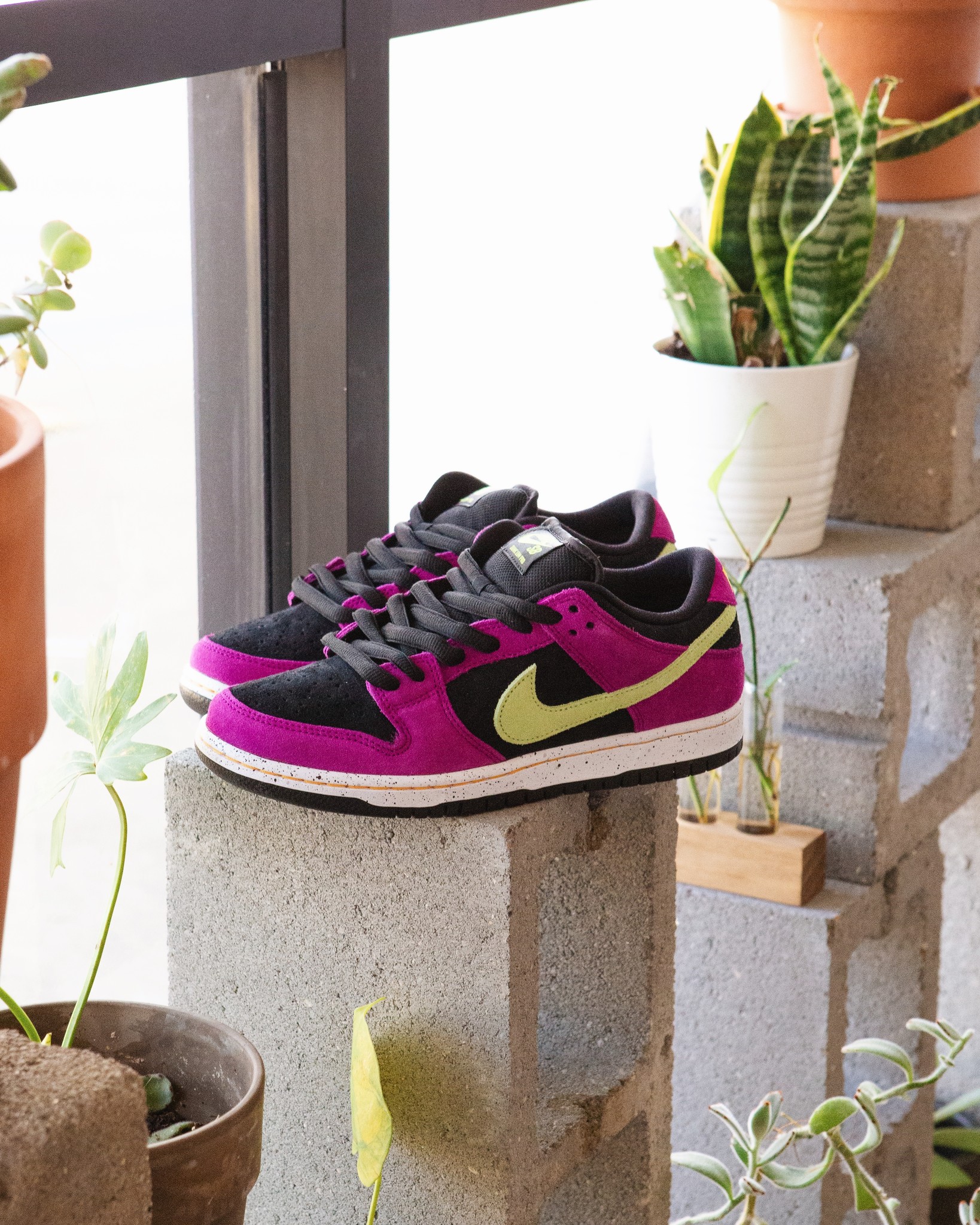 dunk red plum