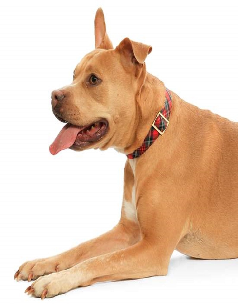 The Foggy Dog Tartan Plaid Dog Collar