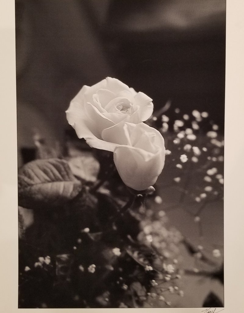 Unknown White Rose by Unknown