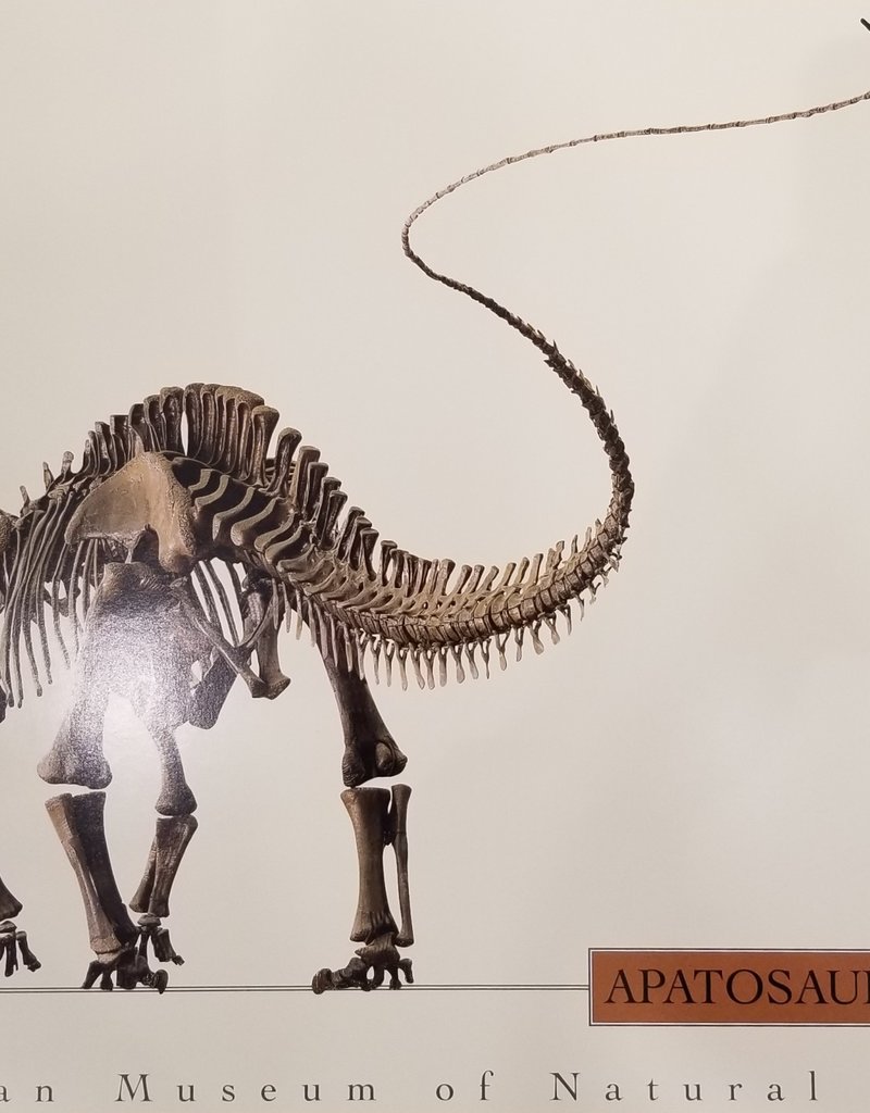 Poster Apatosaurus Excelsus by Blackwell-Finnen-Chesck (Poster)
