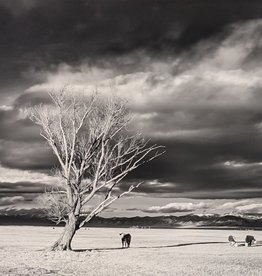 Lemke Tree and Cows, Colorado  by Bill Lemke