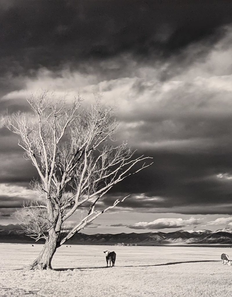 Lemke Tree and Cows, Colorado  by Bill Lemke