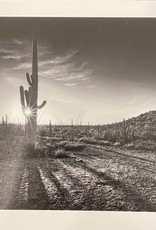 Silverman Cactus Field by Steve Silverman