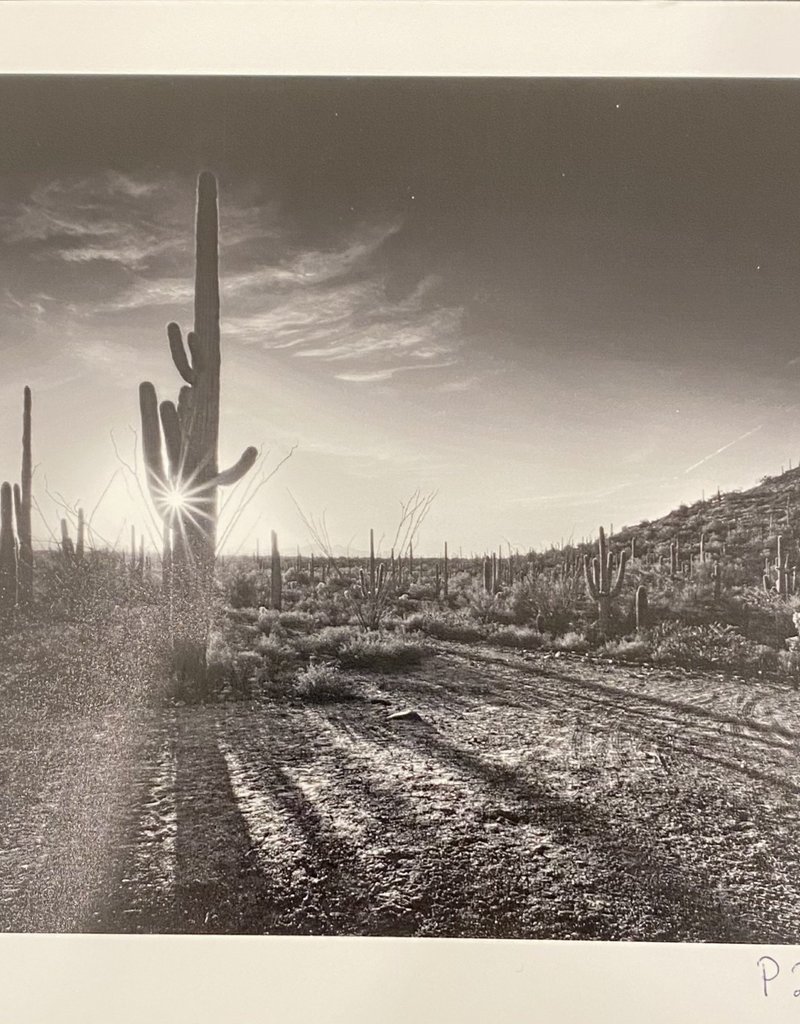 Silverman Cactus Field by Steve Silverman