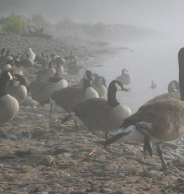 Enlow Waiting out the Fog by Ken Enlow