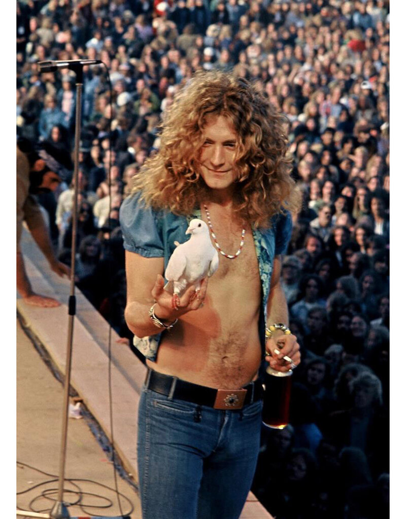 James Fortune Robert Plant Dove Shot, 1973 by James Fortune