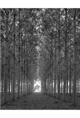 Lemke Trees West of Tournon France by William Lemke