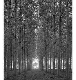 Lemke Trees West of Tournon France by William Lemke