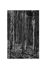 Rocco The Forest by Alexander Rocco