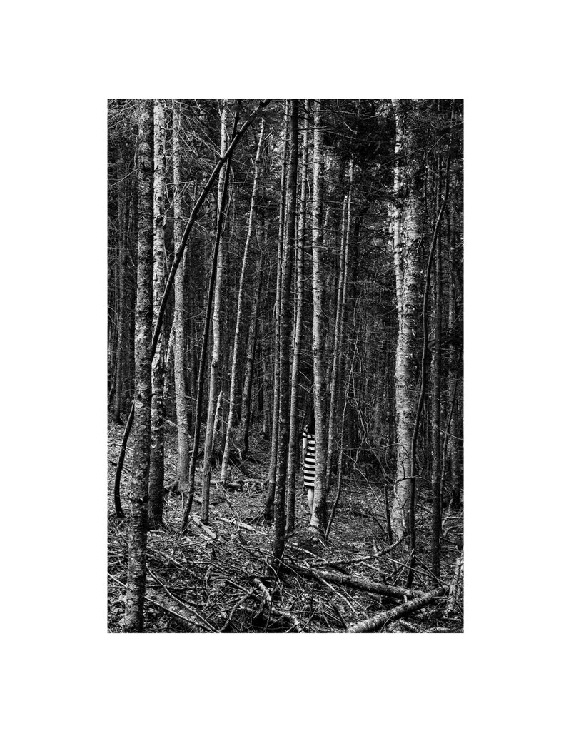 Rocco The Forest by Alexander Rocco