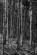 Rocco The Forest by Alexander Rocco