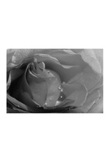 Fleetwood Rose by Mick Fleetwood