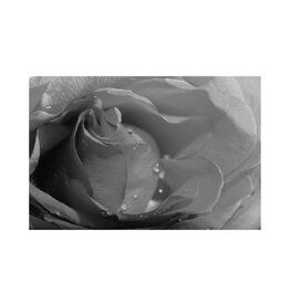 Fleetwood Rose by Mick Fleetwood