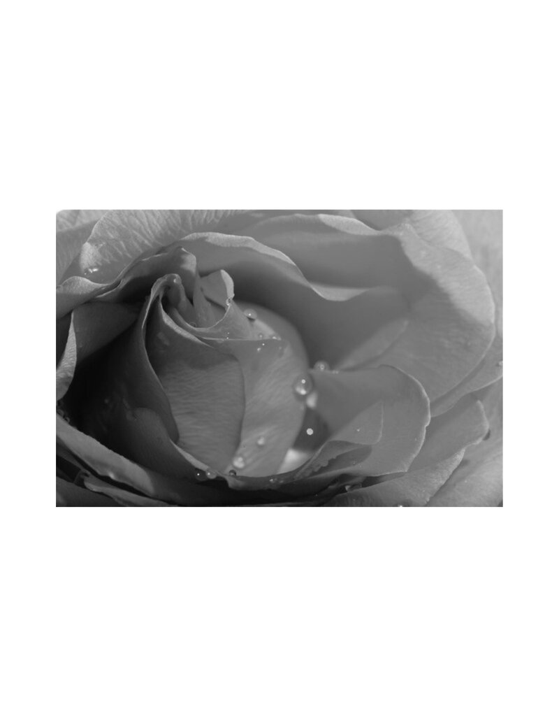 Fleetwood Rose by Mick Fleetwood