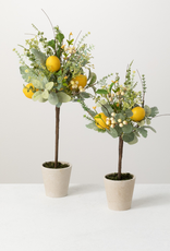 Ens. 2 citronniers décoratifs