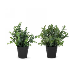 Plante feuillage en pot