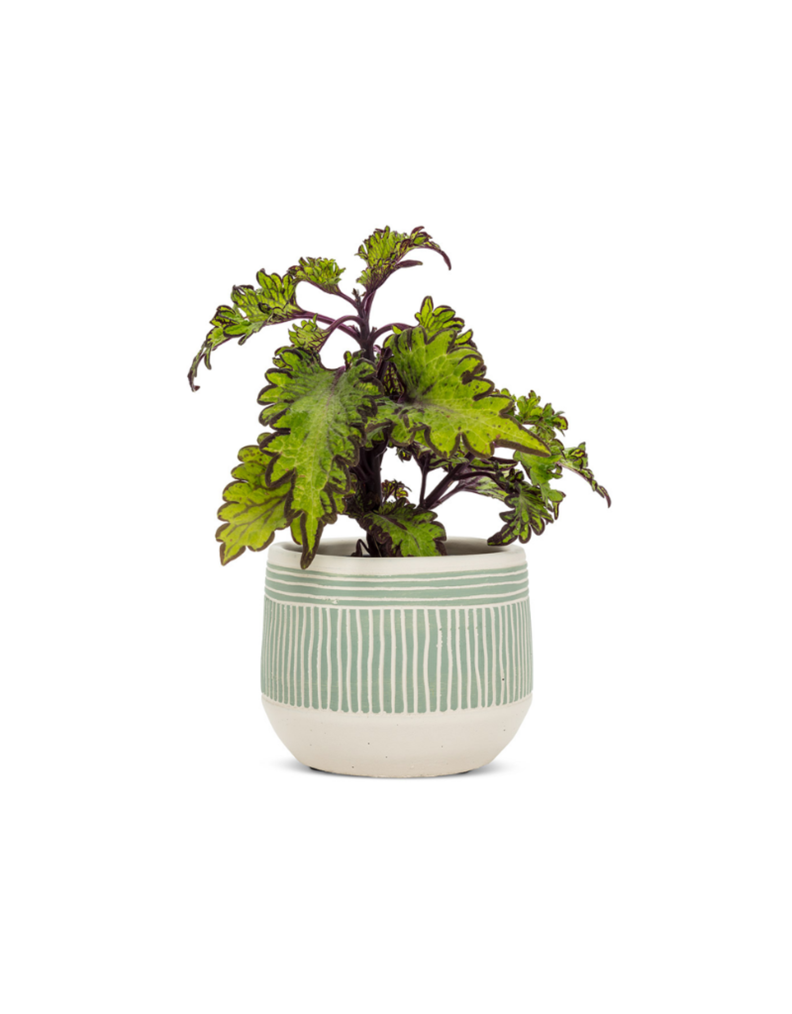 Abbott Pot à fleurs ou ustensiles ciment avec lignes vertes 5'' menthes
