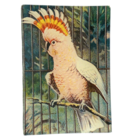 JOHN DERIAN Pink Parrot