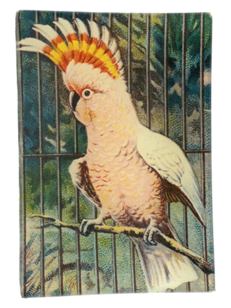 JOHN DERIAN Pink Parrot