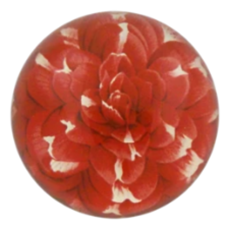 JOHN DERIAN Dome Paperweight -  Camellia Japonica