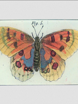 JOHN DERIAN Orange Butterfly