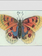 JOHN DERIAN Orange Butterfly