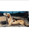 JOHN DERIAN A Dog's View