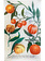 JOHN DERIAN N. 700 Oranges 10 x 16 Tray