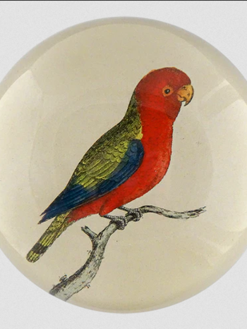 JOHN DERIAN East Indies Paroquet Paperweight