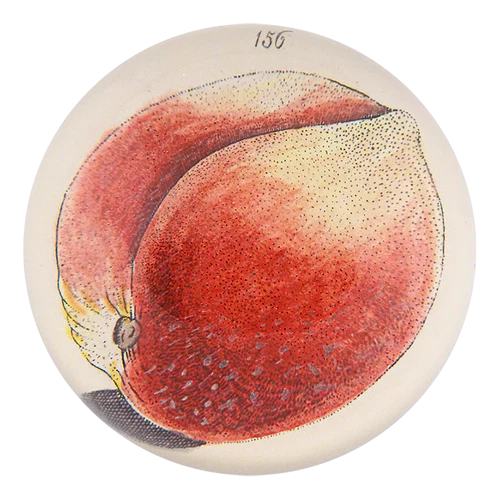 JOHN DERIAN Peach 156 Paperweight