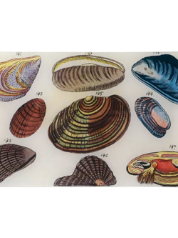 JOHN DERIAN Clams
