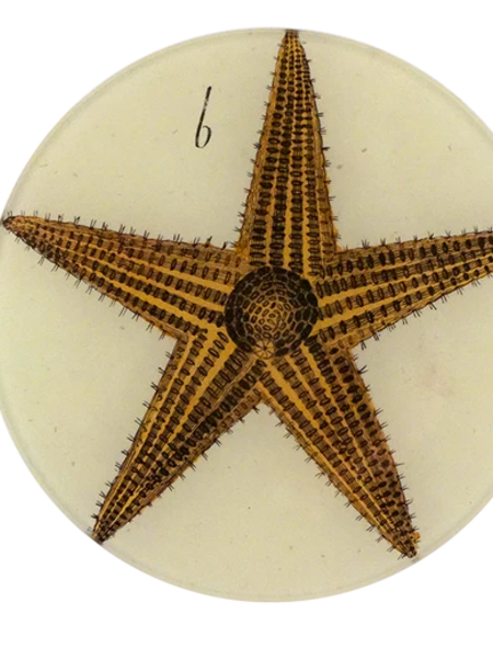 JOHN DERIAN Starfish