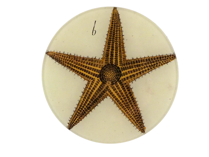 JOHN DERIAN Starfish