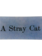 JOHN DERIAN A Stray Cat