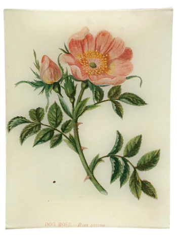 JOHN DERIAN Dog Rose