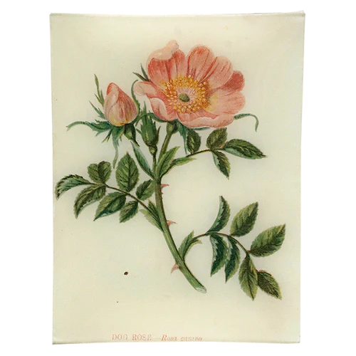 JOHN DERIAN Dog Rose