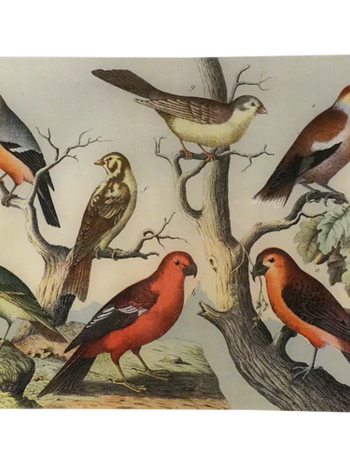 JOHN DERIAN Birds XIV