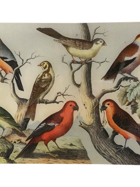 JOHN DERIAN Birds XIV