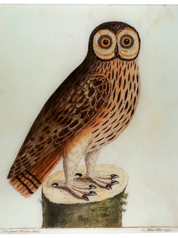 JOHN DERIAN Great Brown Owl 17 x 22" Rect. Tray