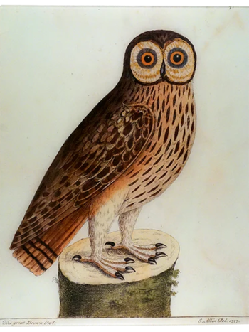 JOHN DERIAN Great Brown Owl