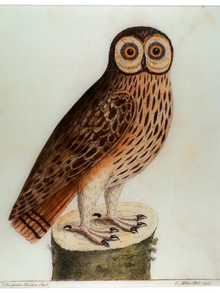 JOHN DERIAN Great Brown Owl