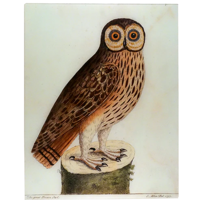 JOHN DERIAN Great Brown Owl 17 x 22" Rect. Tray