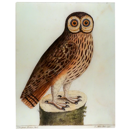 JOHN DERIAN Great Brown Owl