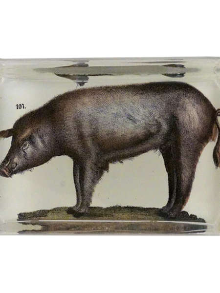 JOHN DERIAN Pig Paperweight